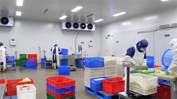 東營市東營區(qū):單日最大產(chǎn)能25-30噸 &ldquo;凈菜工廠&rdquo;保障市民&ldquo;菜籃子&rdquo;